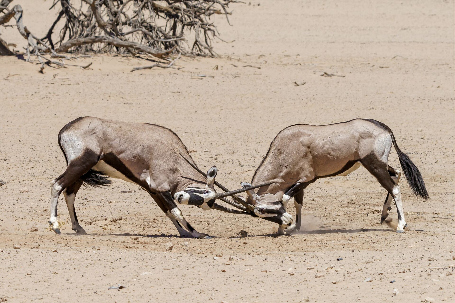 Fighting Oryx